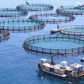 Granjas de peces marinos